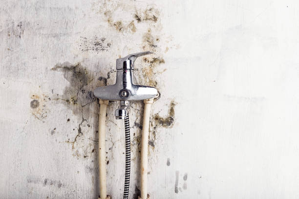 Best Mold Remediation for Schools in Sterling, VA
