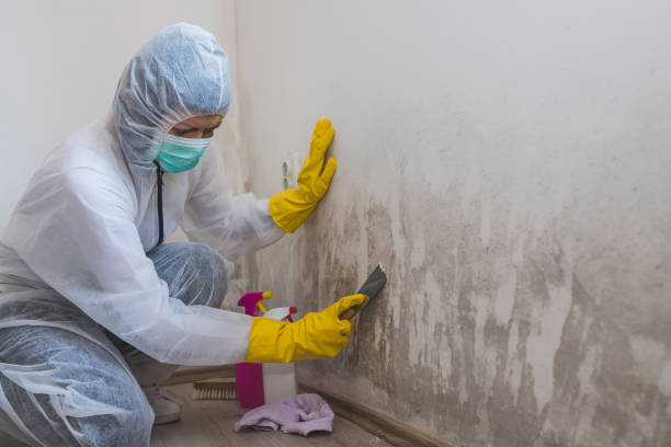 Best Mold Remediation for Specific Building Types in Sterling, VA