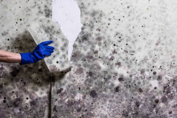 Best Bathroom Mold Remediation in Sterling, VA