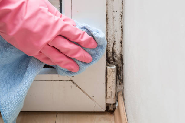Best HVAC Mold Remediation in Sterling, VA