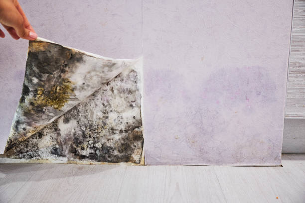 Best Kitchen Mold Remediation in Sterling, VA